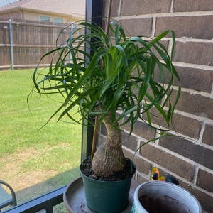 Ponytail Palm plant photo by Mina named Ponytail on Greg, the plant care app.