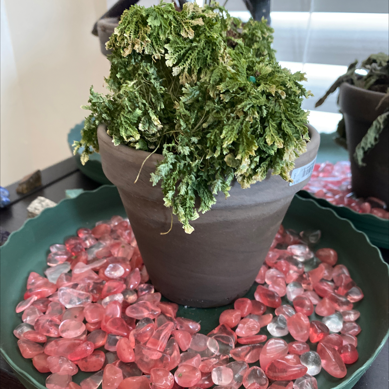 Thriving green club moss plant in a gray pot, sitting on red and white decorative stones.