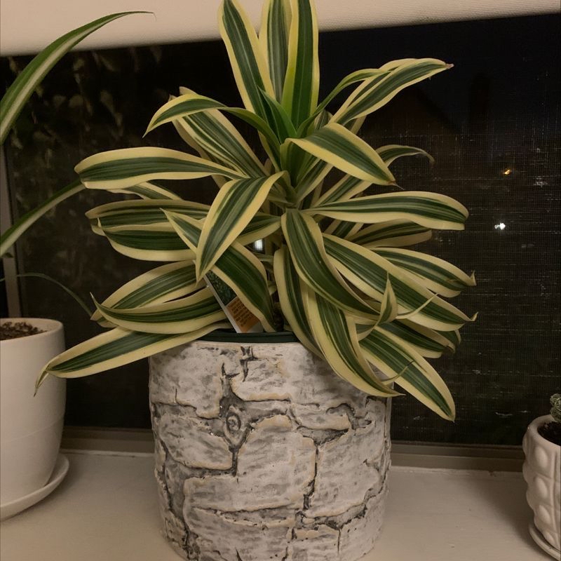 Healthy Dracaena reflexa 'Song of India' plant with long green and yellow variegated leaves in a decorative pot.