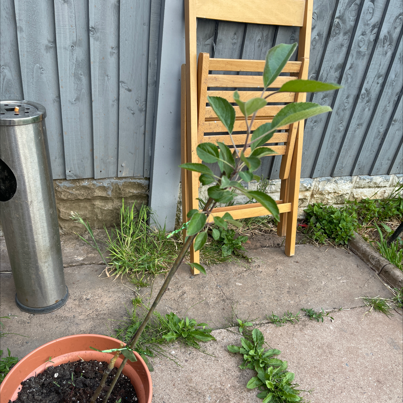 Photo of the plant species Golden Delicious Apple by Katie named Apple on Greg, the plant care app