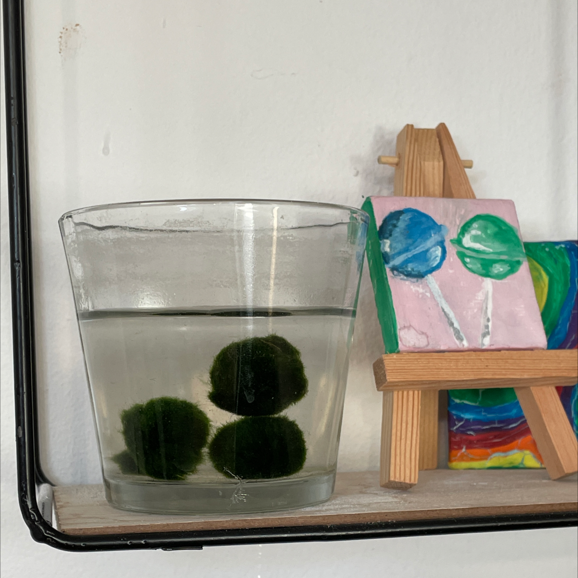 Marimo plant photo by Emma named mario moss ball on Greg, the plant care app.