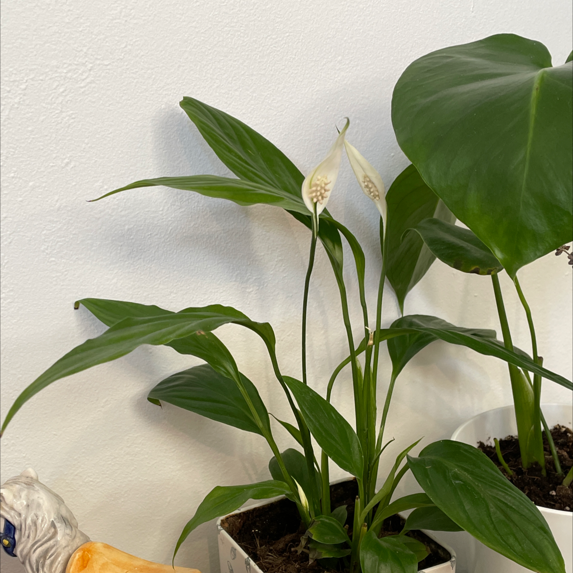 Peace Lily plant photo by Emma named peace lily on Greg, the plant care app.