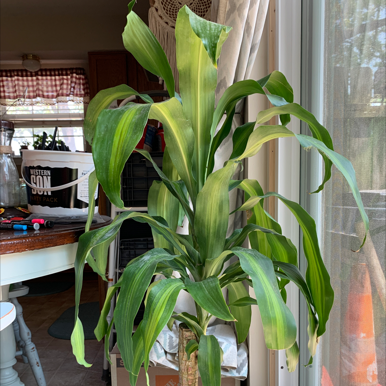 Dracaena Massangeana plant with green and yellow striped leaves indoors near a window.