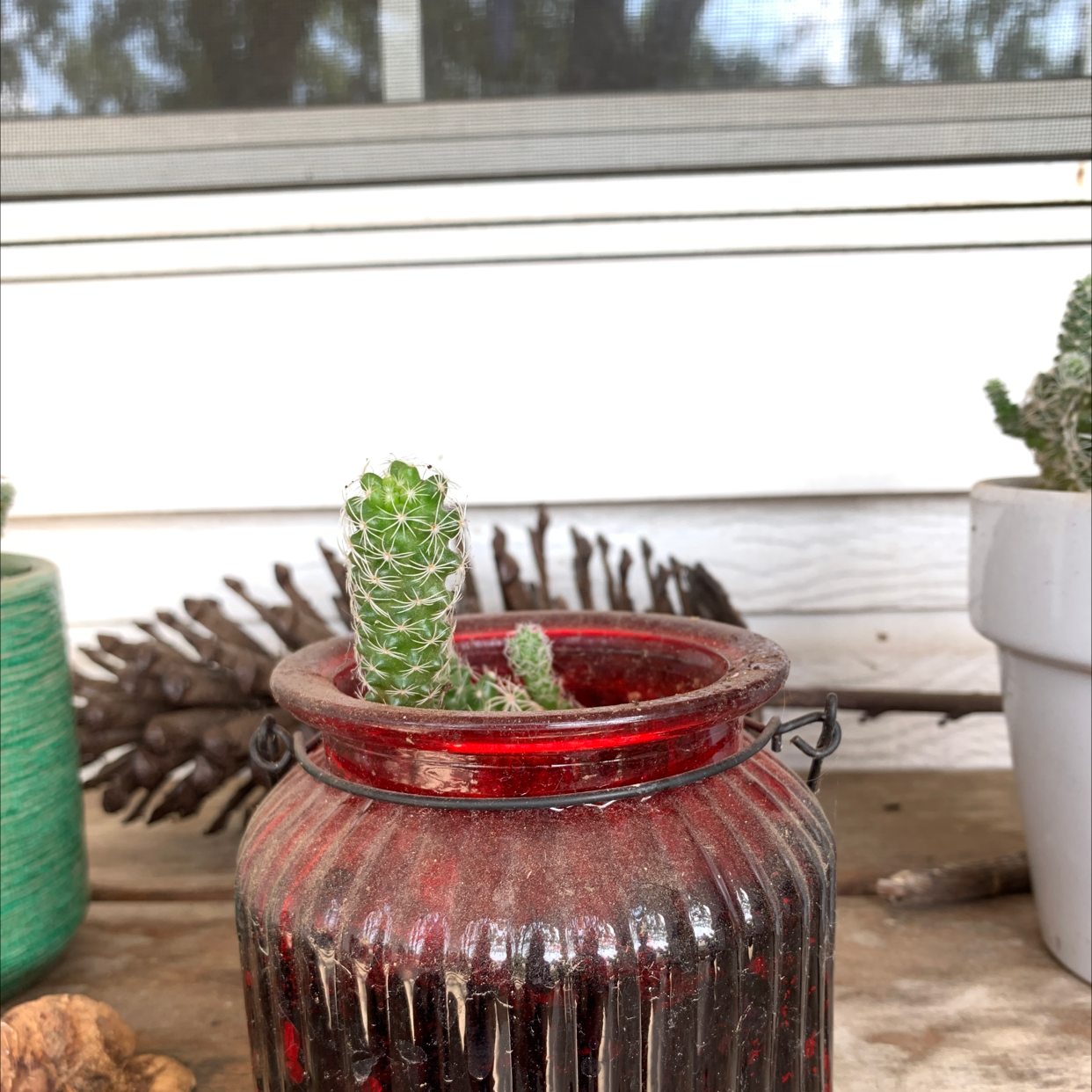 Little Nipple Cactus in a red glass container, appears healthy and well-framed.