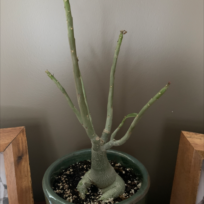 Why Is My Desert Rose Plant Not Doing Well? 🌹