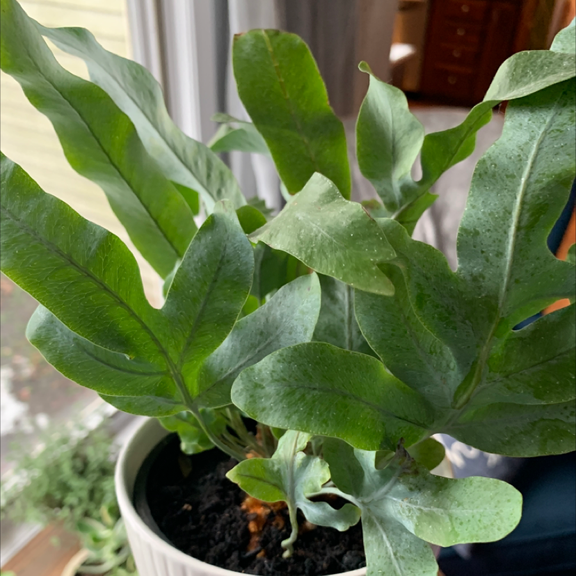 Blue Star Fern in a white pot with vibrant green leaves, visible soil, well-framed and in focus.