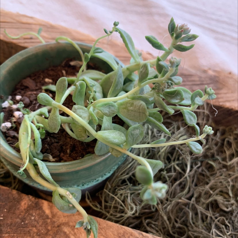 Healthy Showy Stonecrop succulent with thick green leaves growing in a teal ceramic pot, well-framed against a blurred wood background.