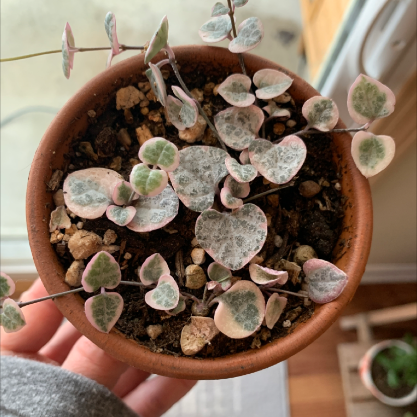 Hands holding a healthy potted Chain of Hearts plant with marbled heart-shaped leaves in a terra cotta pot filled with gritty soil mix.