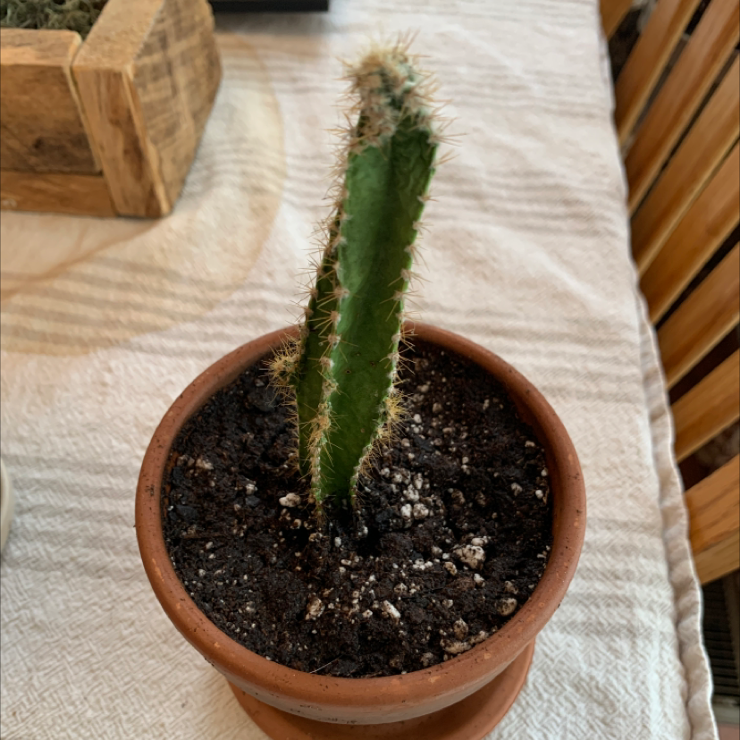 A small Blue Columnar Cactus in a terracotta pot with visible soil.