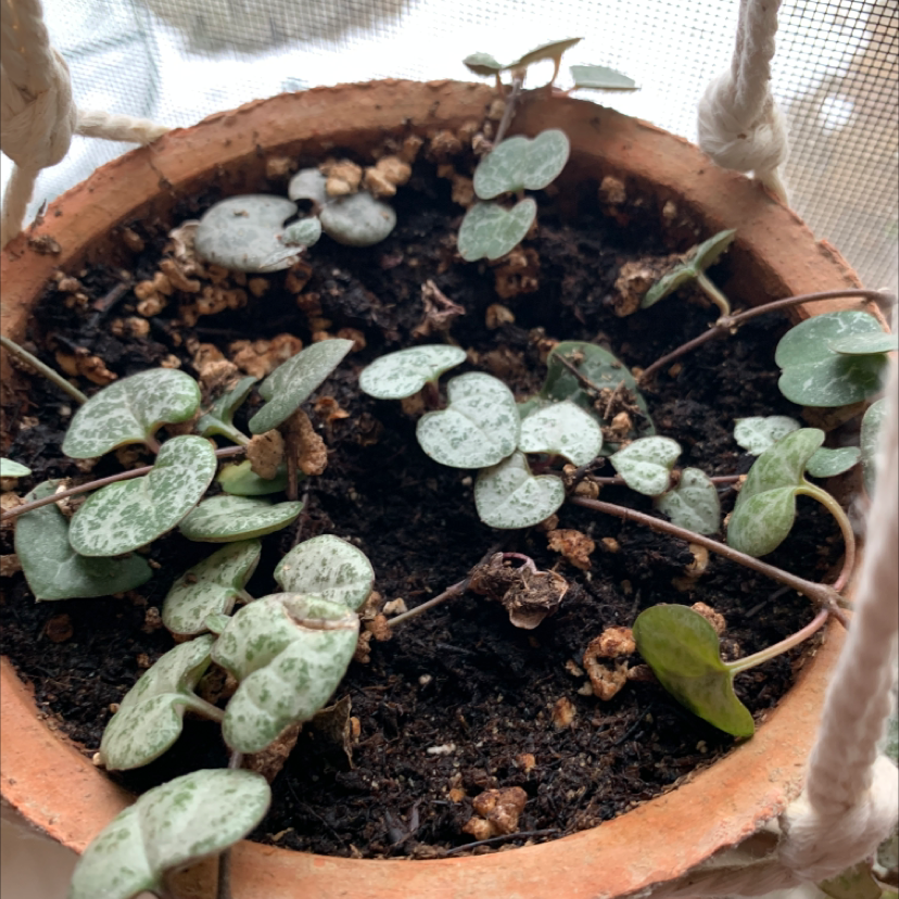 Healthy Chain of Hearts plant with vibrant green and silver heart-shaped leaves trailing from a terracotta pot.
