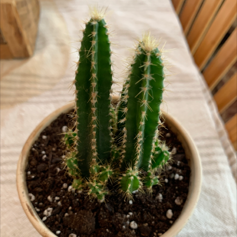 Blue Columnar Cactus in a small pot with visible soil, appears healthy.