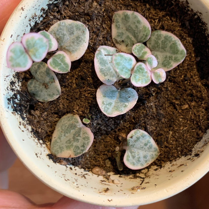 Potted String of Hearts plant with heart-shaped leaves and visible soil.