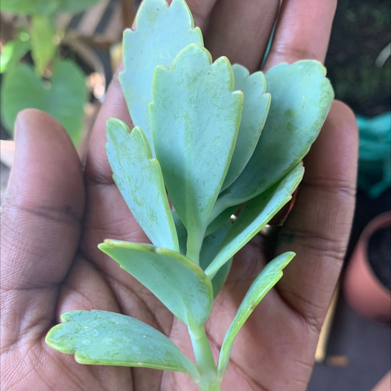 Close-up of healthy showy stonecrop succulent plant with vibrant bluish-green leaves held in hands.