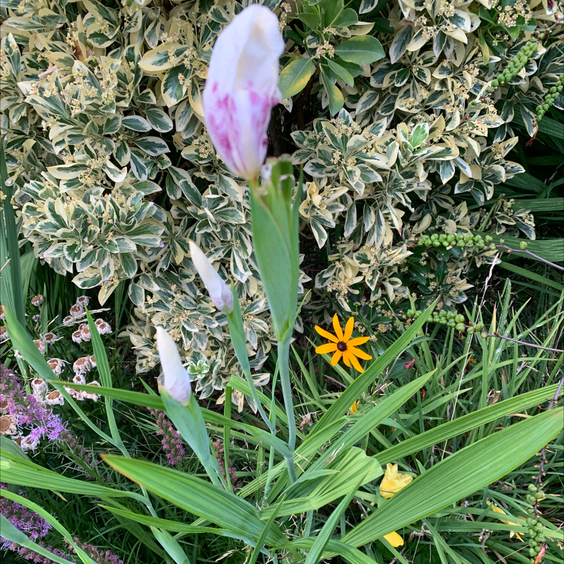 Photo of the plant species Virginia Iris by Lenzer named Your plant on Greg, the plant care app