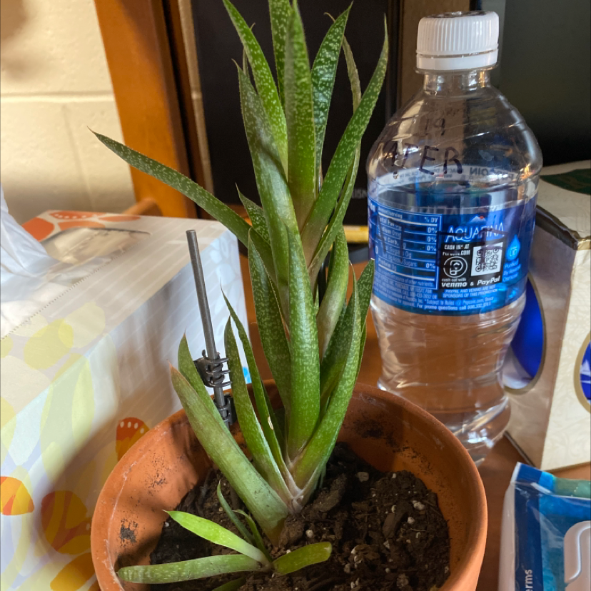 A healthy Sansevieria trifasciata snake plant in a pot, with distinctive green striped leaves. A hand is visible inspecting the soil.
