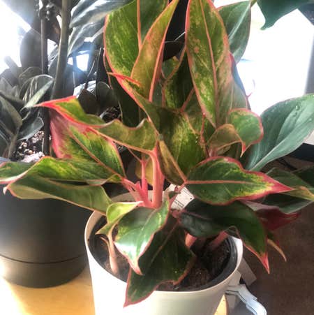 Photo of the plant species Aglaonema by Janeblossom named Your plant on Greg, the plant care app