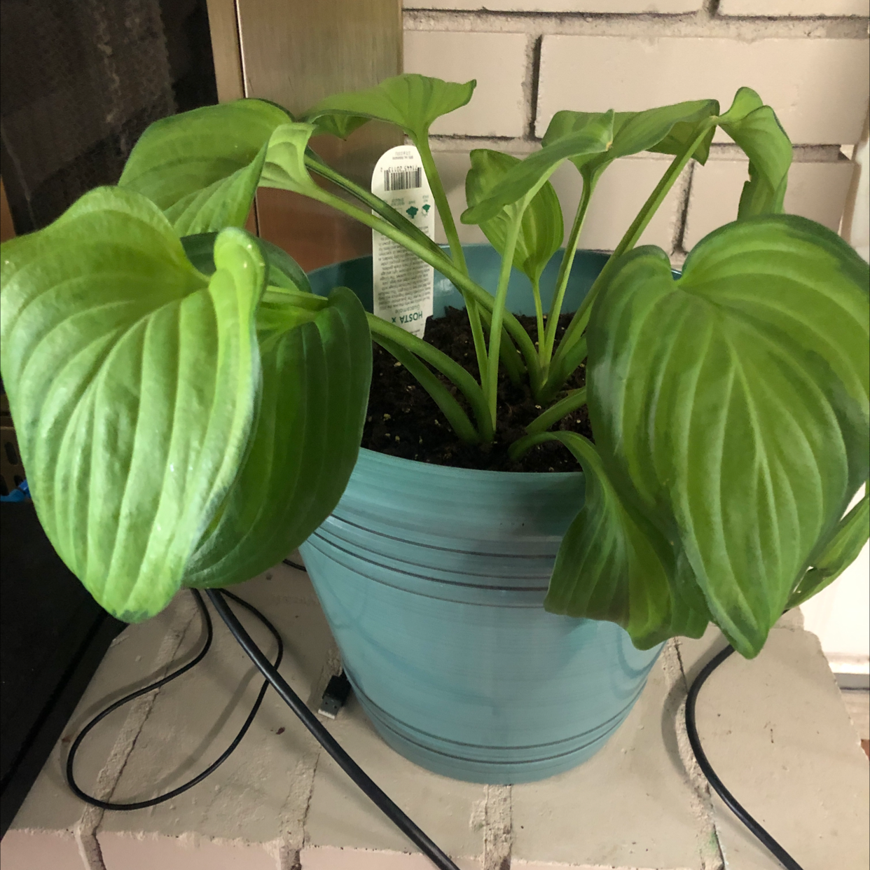 Minuteman Hosta plant photo by @JaneBlossom named Your plant on Greg, the plant care app.