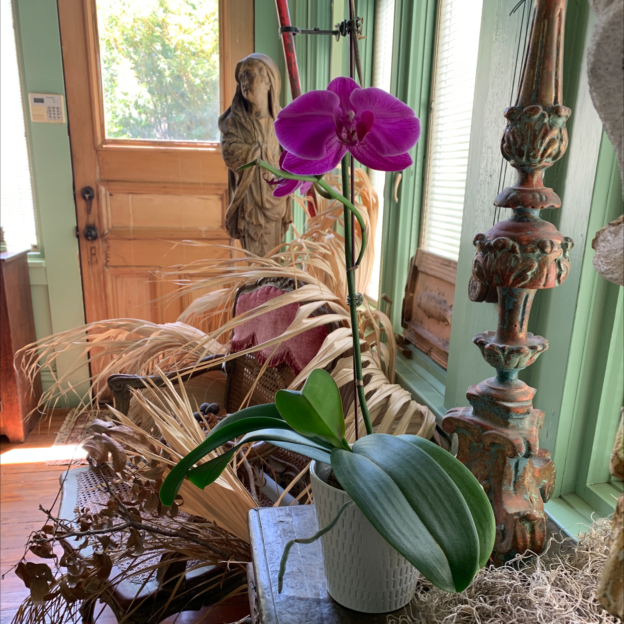 Photo of the plant species Early-Purple Orchid by Hatesbearslovesplants named Orchidboi on Greg, the plant care app