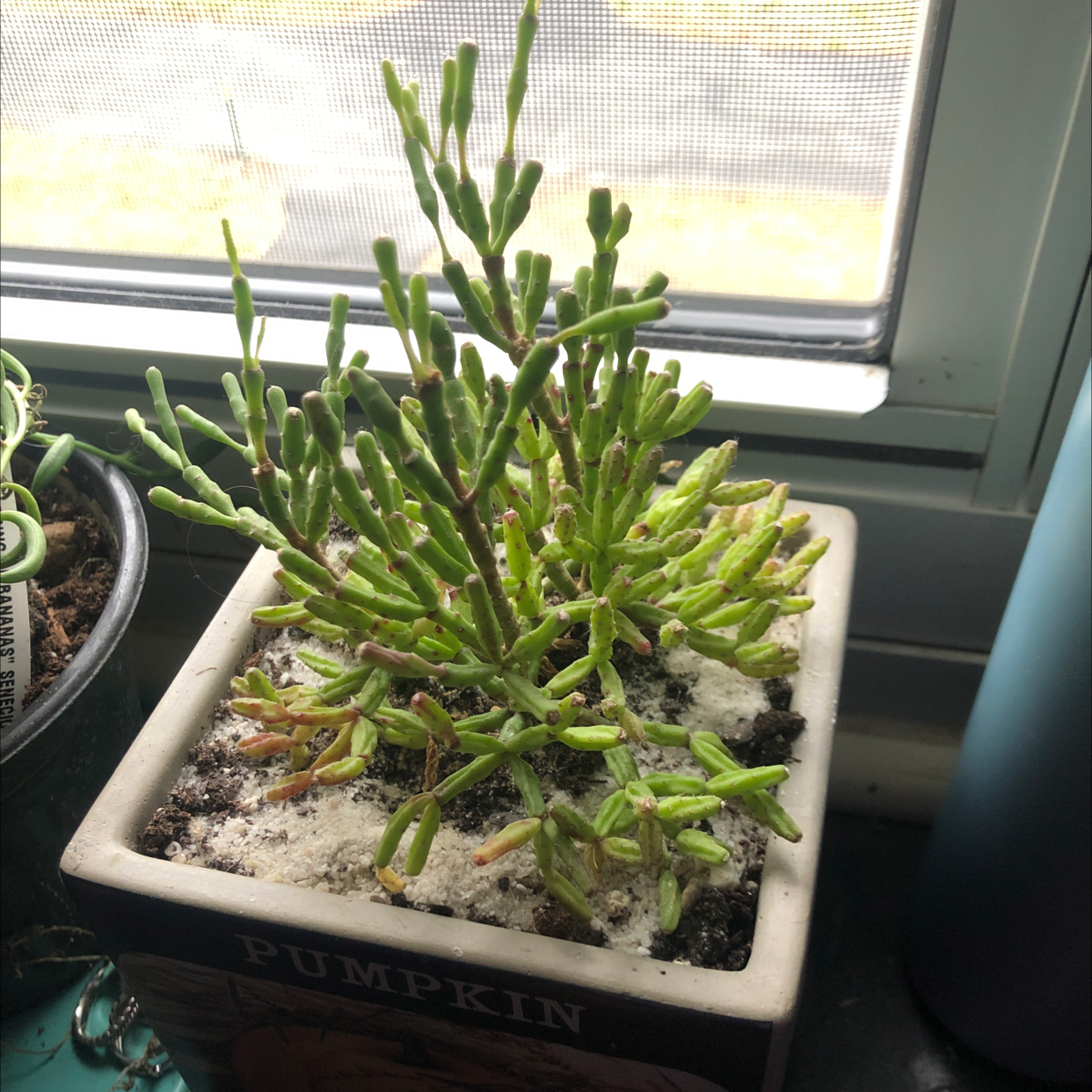 Pencil Cactus in a pot labeled 'Pumpkin' near a window, with some yellowing and browning stems.