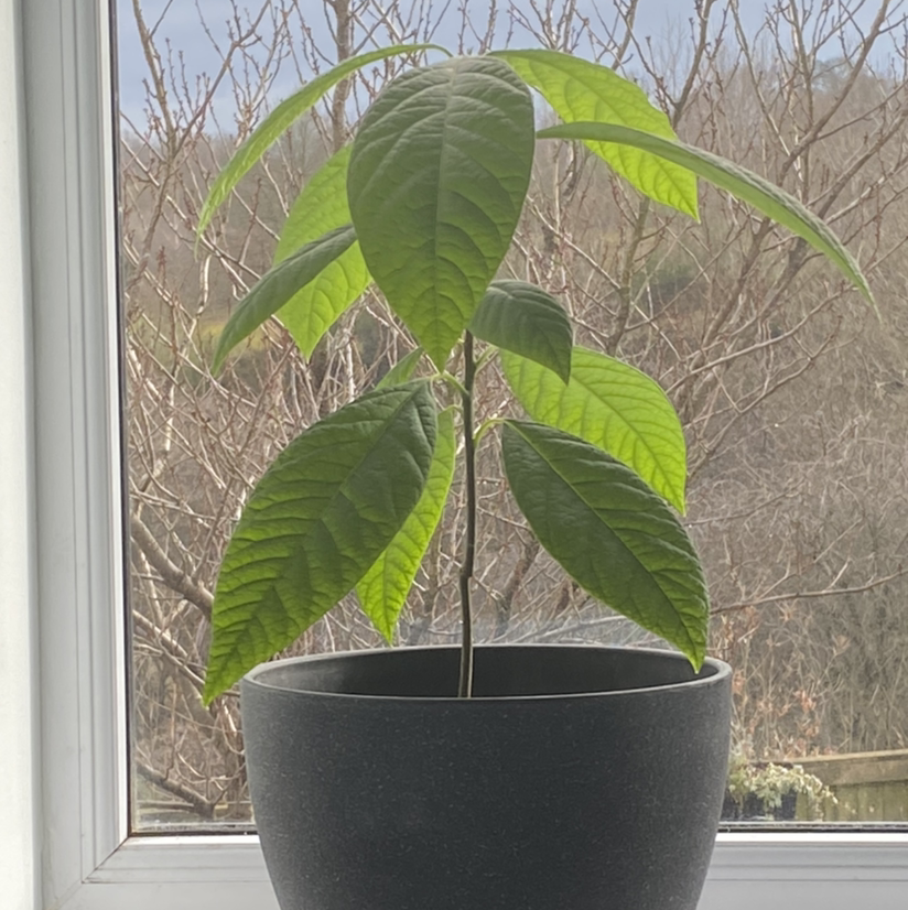 Avocado plant photo by @Ben2006 named Nigel on Greg, the plant care app.