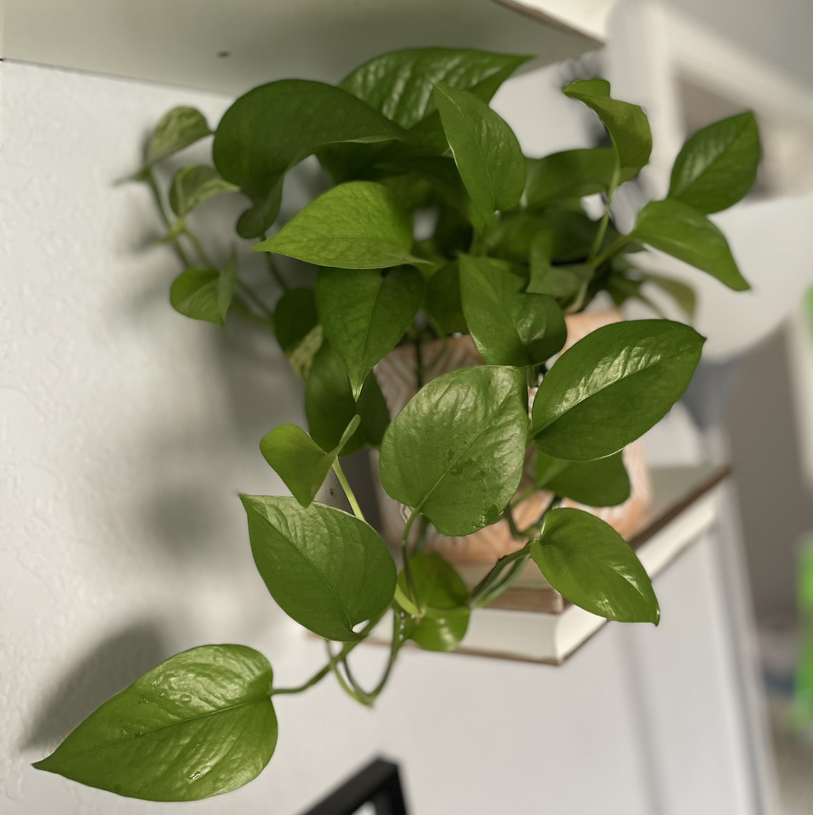 Taro Vine plant photo by @JaisPeace named Stella on Greg, the plant care app.