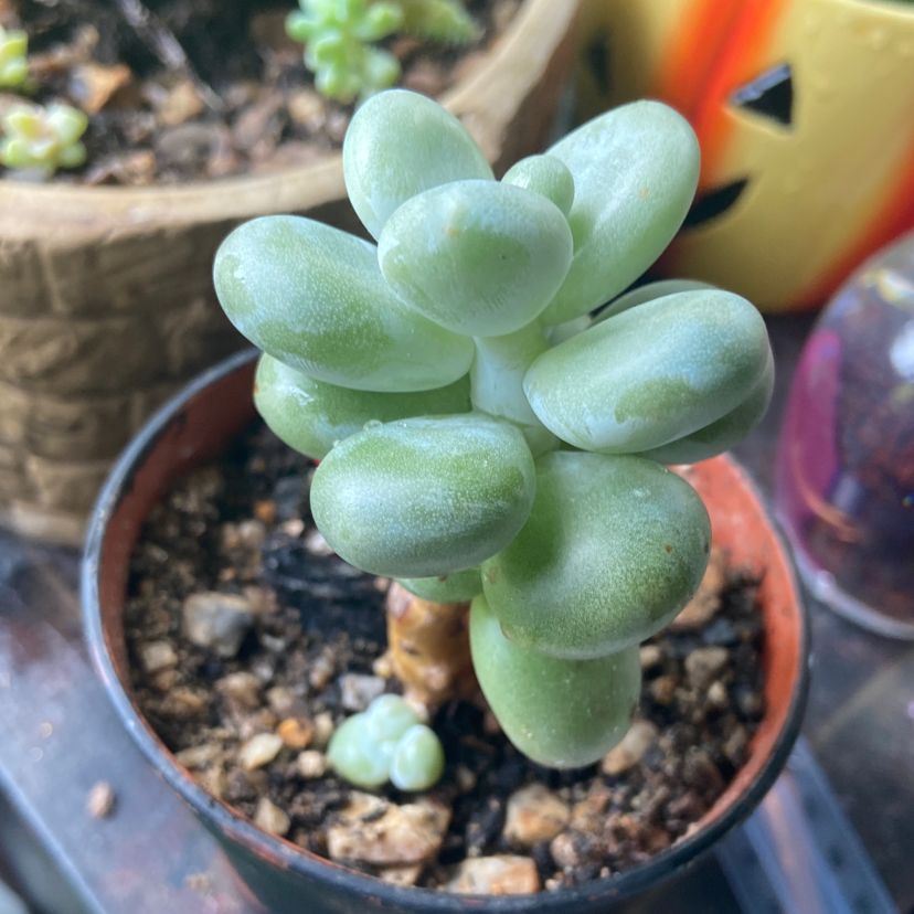 Photo of the plant species Sedum treleasei by @ellabie1971 named Doja Cat on Greg, the plant care app