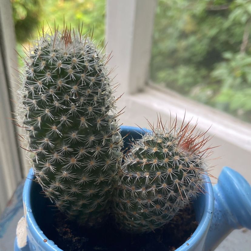 Mammillaria backebergiana cactus in a blue pot with two main stems, placed by a window.