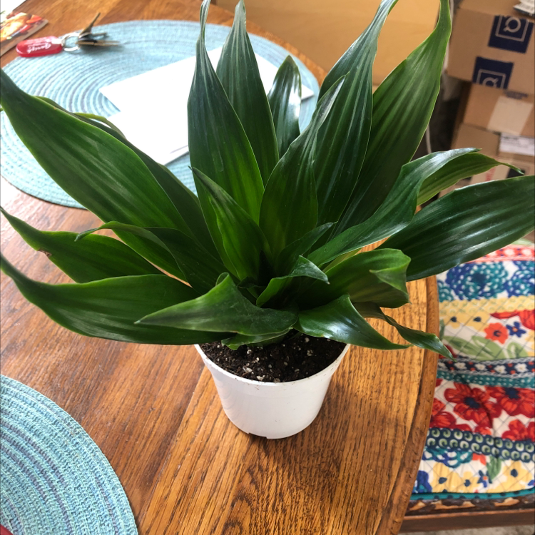 Cornstalk Dracaena plant photo by @Plantbebe named Dragon on Greg, the plant care app.