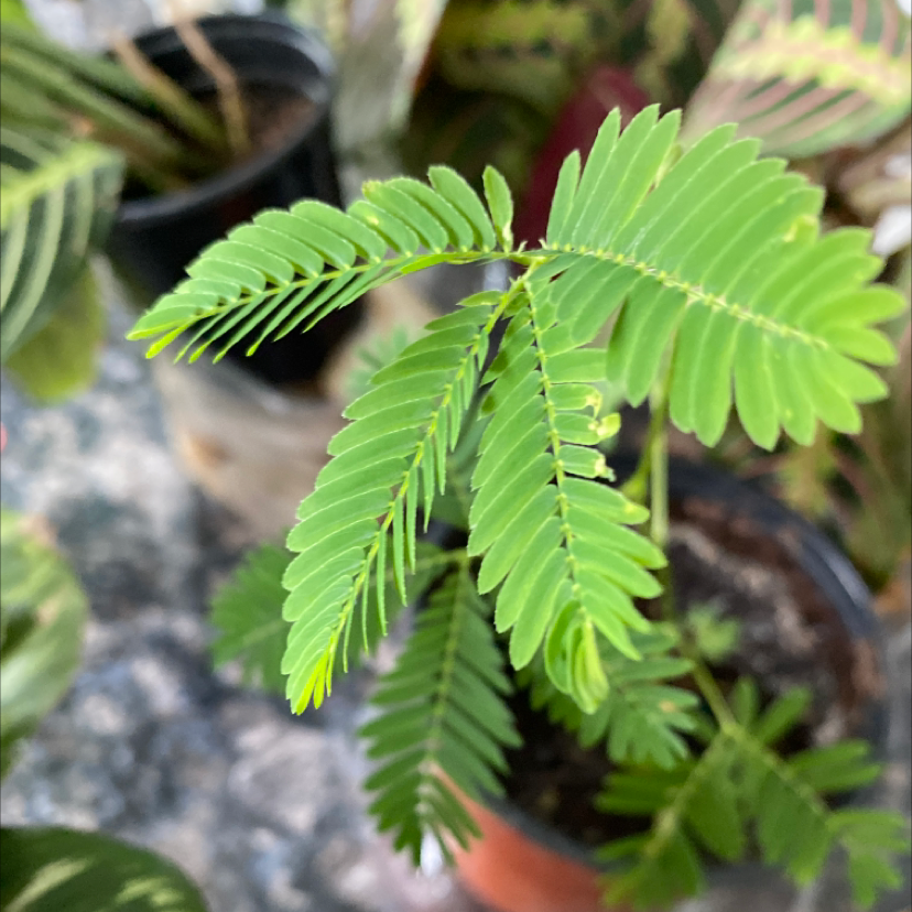 Sensitive Plant plant photo by Kplantteacher named Your plant on Greg, the plant care app.
