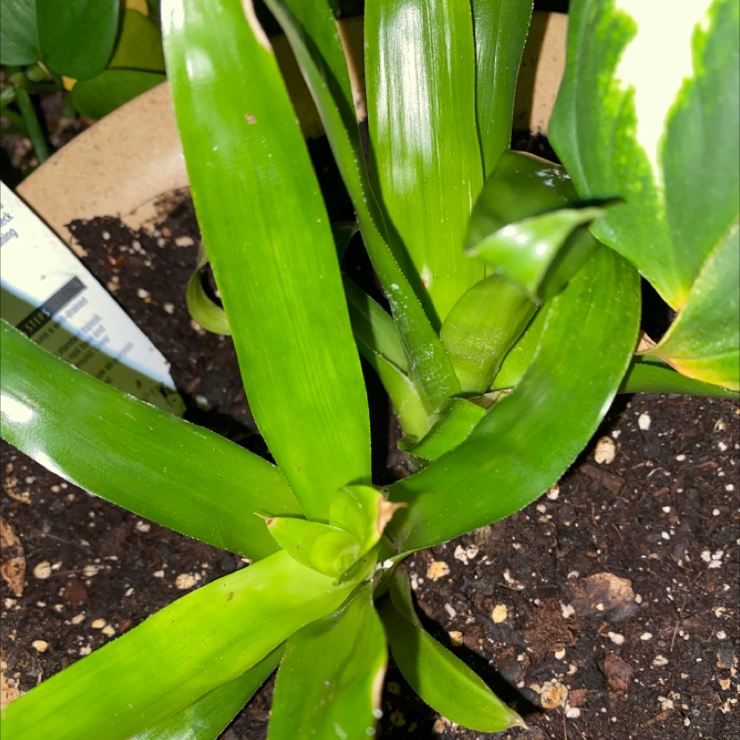 Droophead Tufted Airplant plant photo by Kplantteacher named Your plant on Greg, the plant care app.