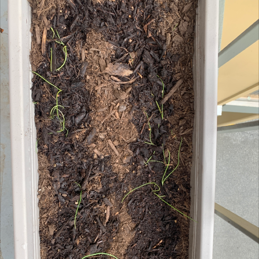 Planter with soil and small Globe Onion seedlings emerging.
