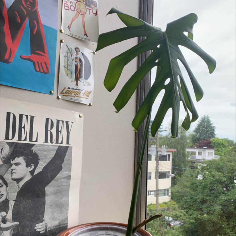 Monstera plant photo by @Succulentsister666 named Miss frank burns on Greg, the plant care app.