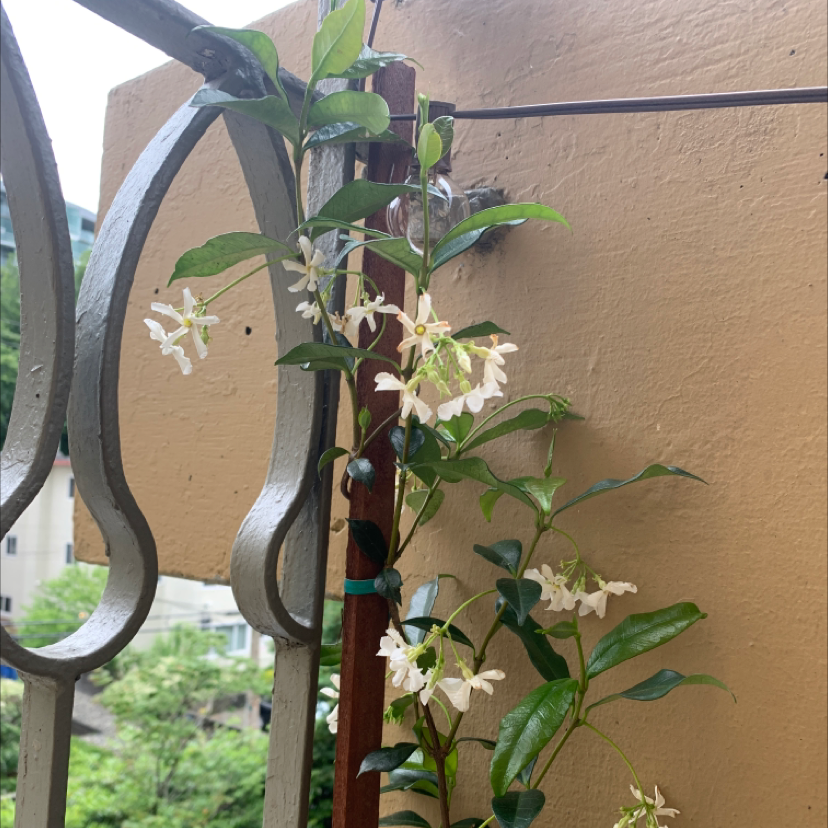 🌟 How to Get a Star Jasmine to Bloom