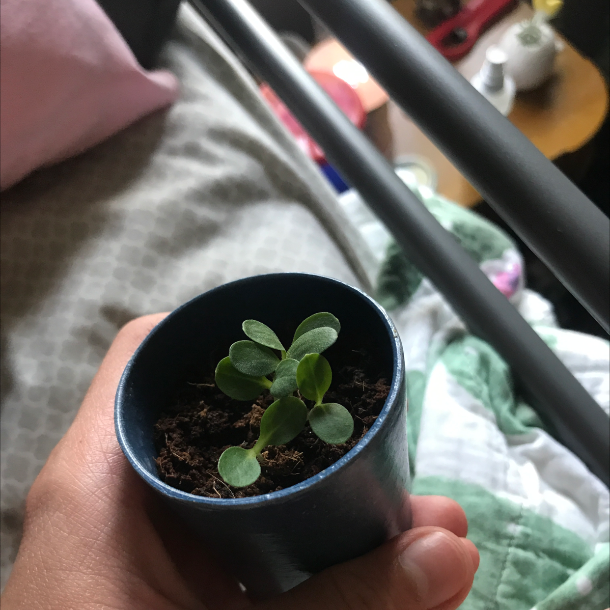 A small potted Asian Forget-Me-Not plant with green leaves held in a hand.