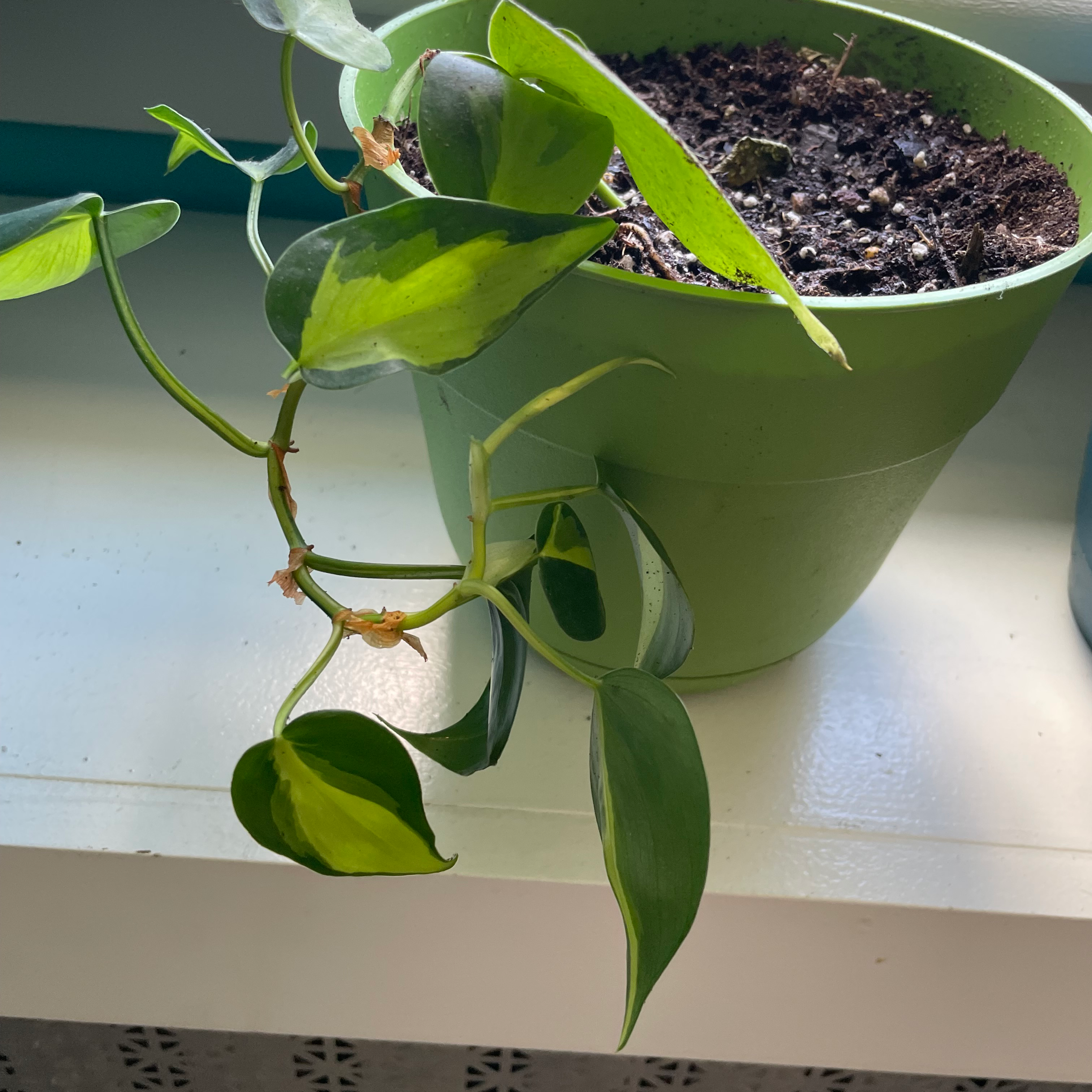 Variegated Philodendron in a green pot with visible soil and healthy leaves.
