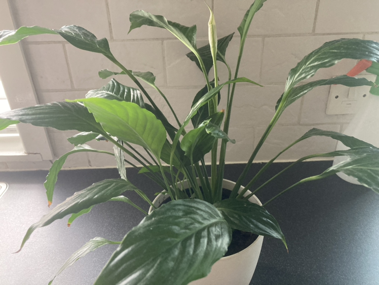 Peace Lily plant photo by Elaine named Betty 😊 on Greg, the plant care app.