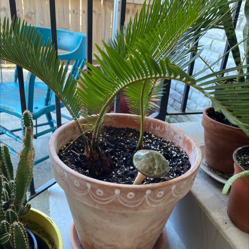 Potted Sago Palm with healthy green fronds in a decorative pot, visible soil.