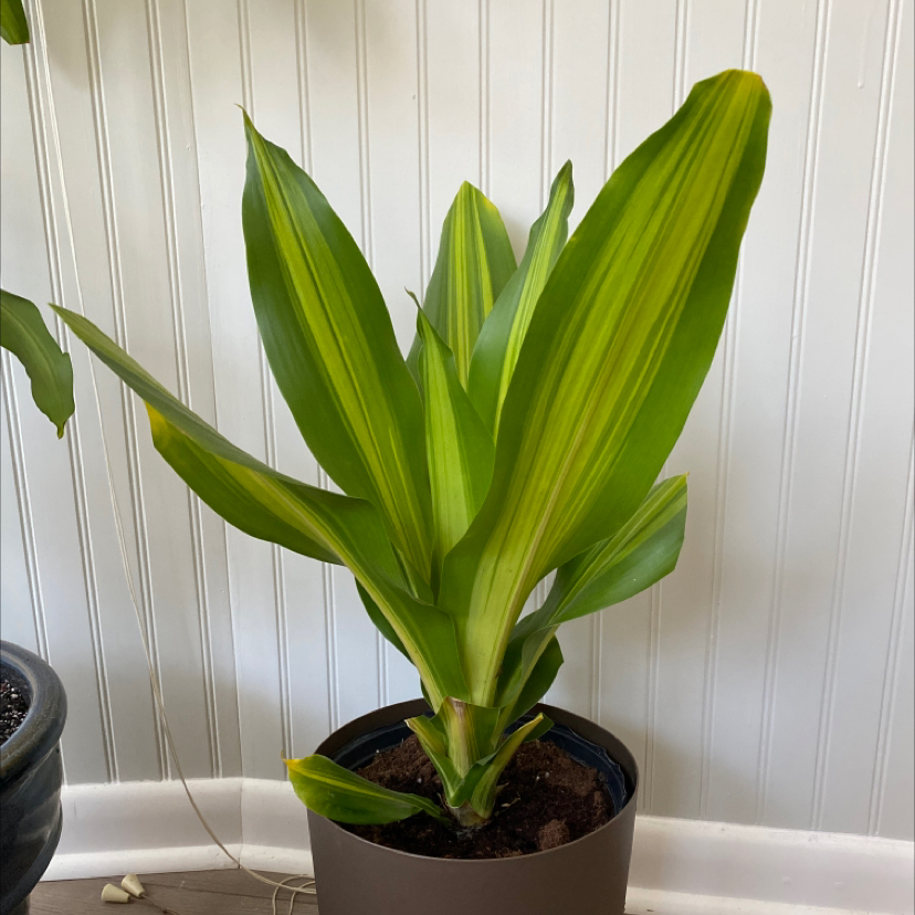 Dracaena 'Lemon Lime' plant in a pot with vibrant green and yellow-striped leaves.