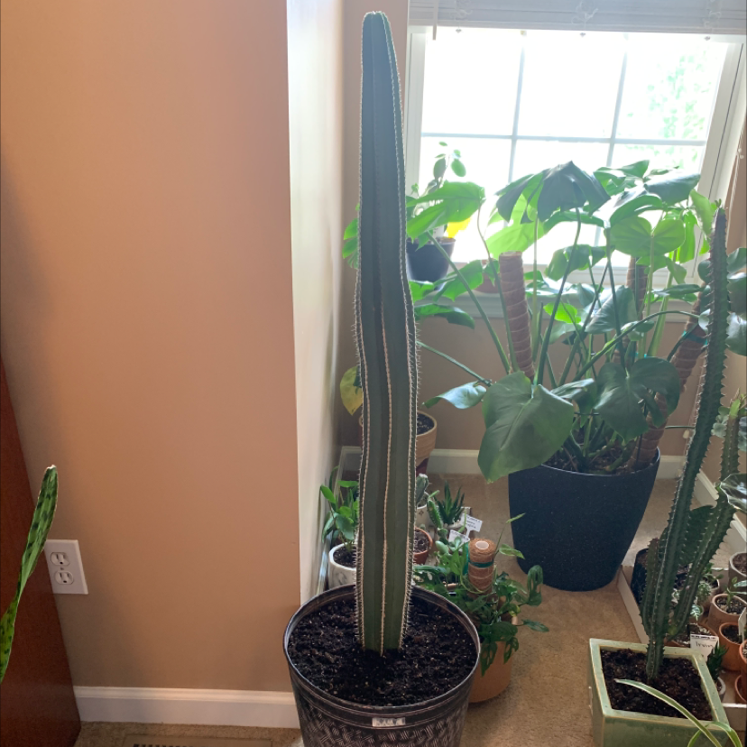 Photo of the plant species Mexican Fence Post Cactus by @Kaleigholiver named Rico on Greg, the plant care app