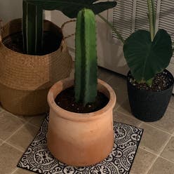 Senita cactus plant