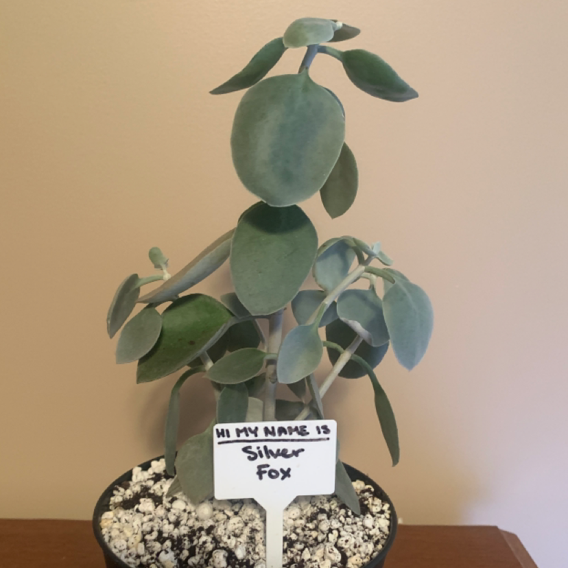 Photo of the plant species Silver Teaspoons by @Kaleigholiver named Silver Fox on Greg, the plant care app
