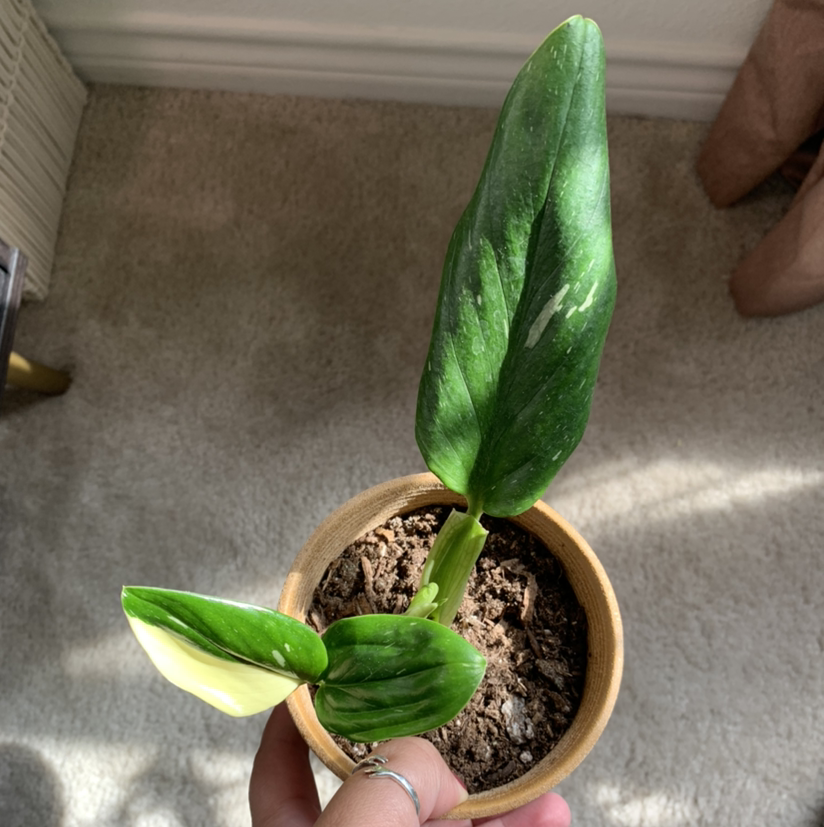 Photo of the plant species Monstera Cobra by @Kaleigholiver named Your plant on Greg, the plant care app