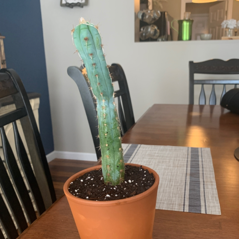 Photo of the plant species Pleated Cereus by @Kaleigholiver named Orwell on Greg, the plant care app