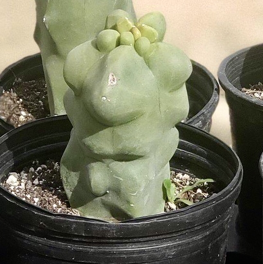 Pachycereus Schottii plant photo by Case named Avery’s boul on Greg, the plant care app.