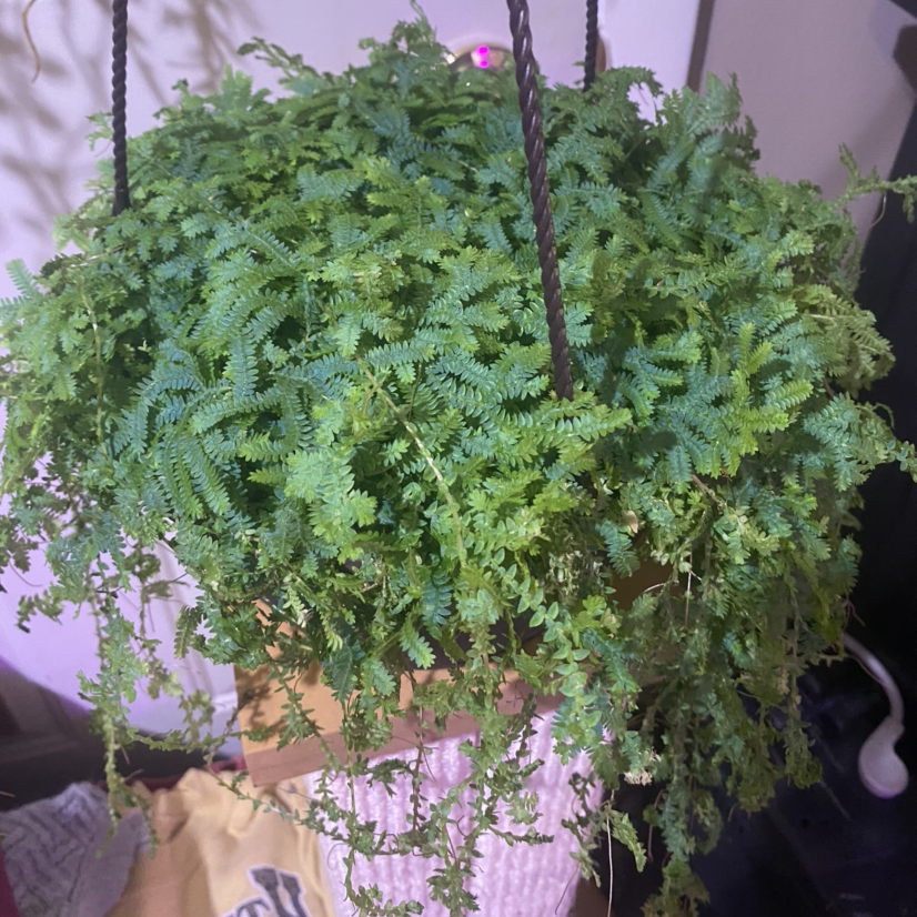 Healthy Rainbow moss, Peacock fern in a hanging basket with vibrant green leaves.