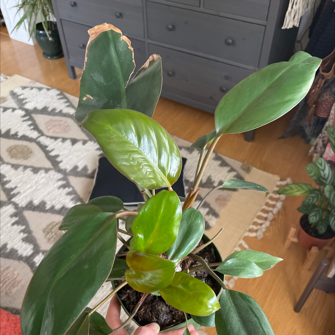 Philodendron 'Red Congo' plant with some browning on leaf edges, visible soil, and a hand holding the pot.