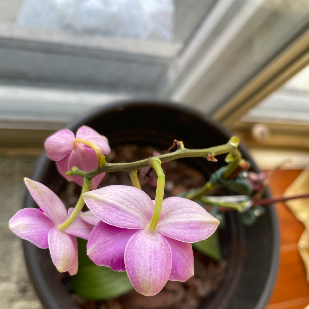 Purple Ground Orchid in a pot near a window, with vibrant flowers.