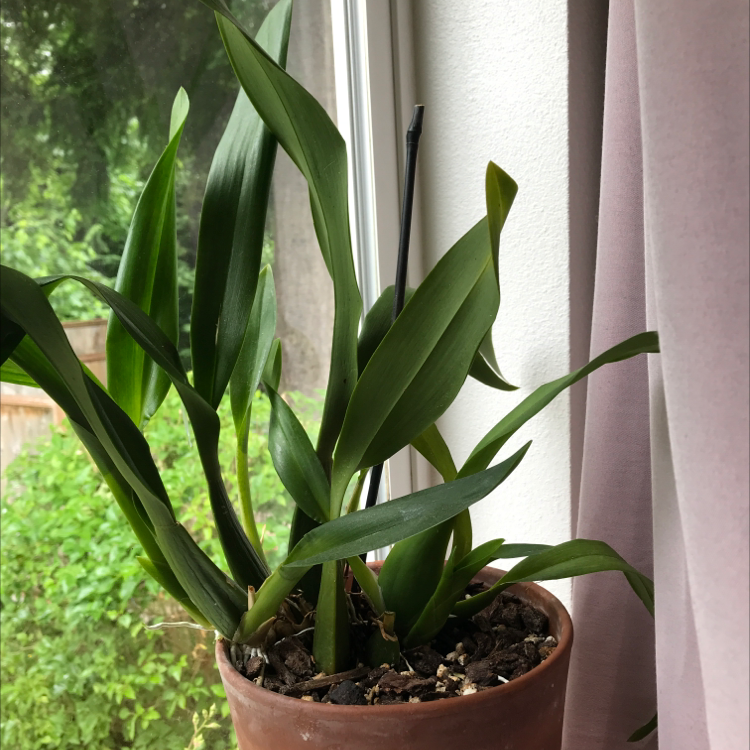 Photo of the plant species Phantom Orchid by Danielle named Linda on Greg, the plant care app