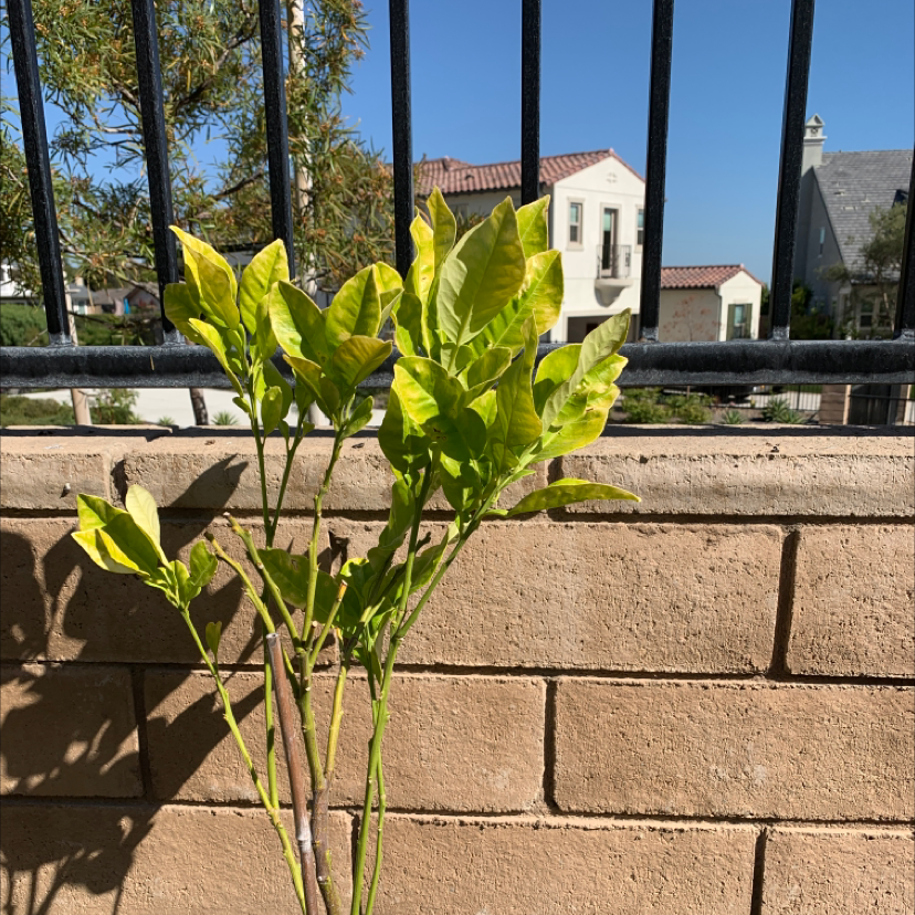 Pomelo plant with yellowing leaves against a brick wall and metal fence.