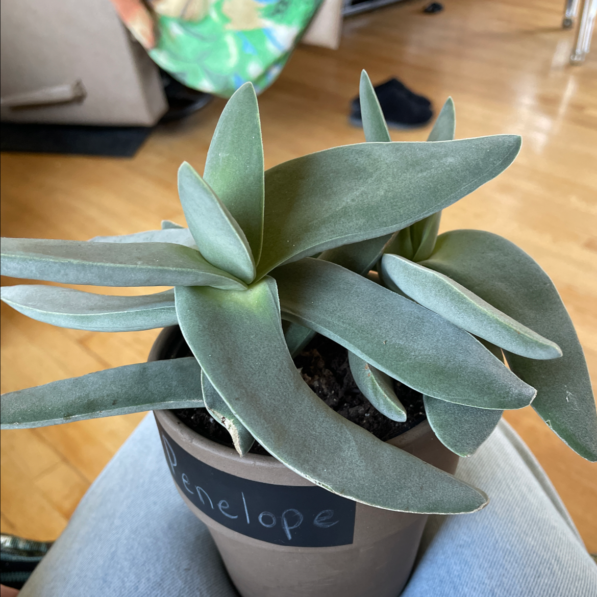 Healthy Airplane Plant in a pot with green, firm leaves.